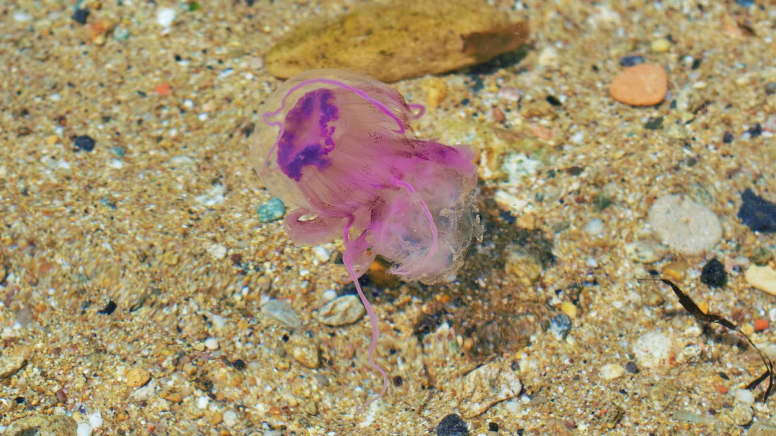 jelyfish sea 